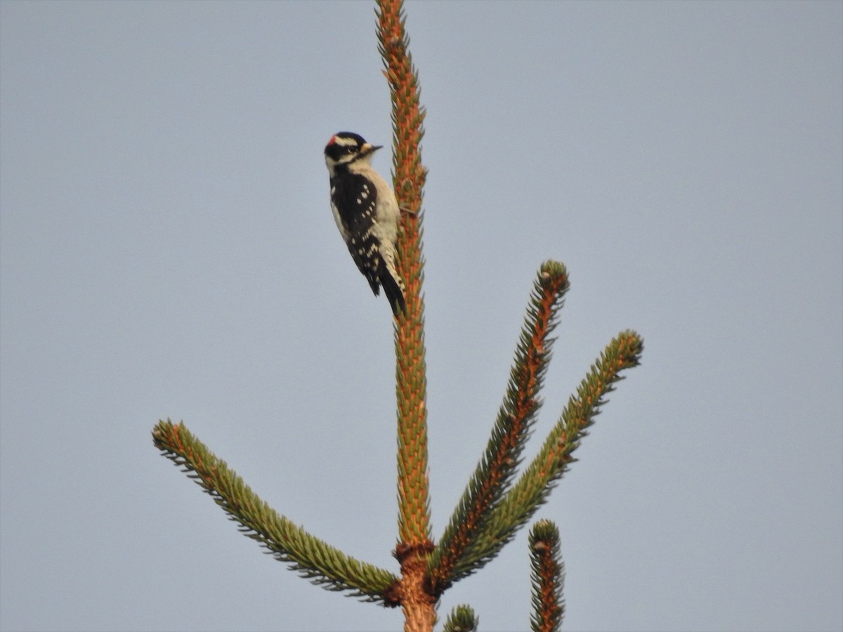 Downy Woodpecker - ML287821451
