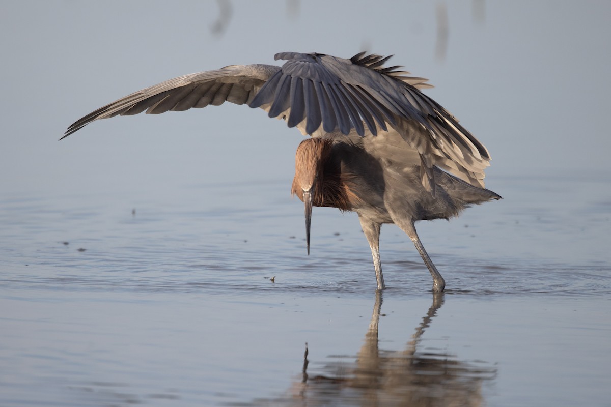 Reddish Egret - ML287821641