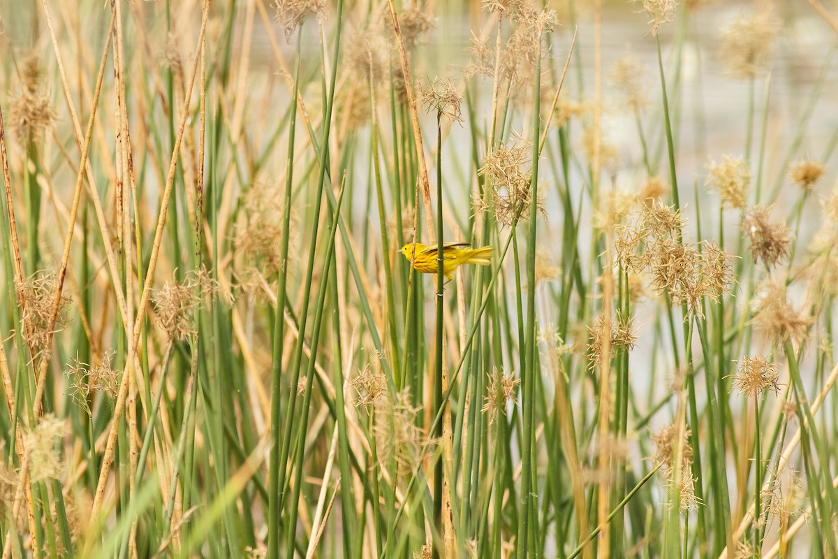 Yellow Warbler - ML28782221