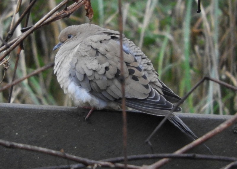 Mourning Dove - ML287822561