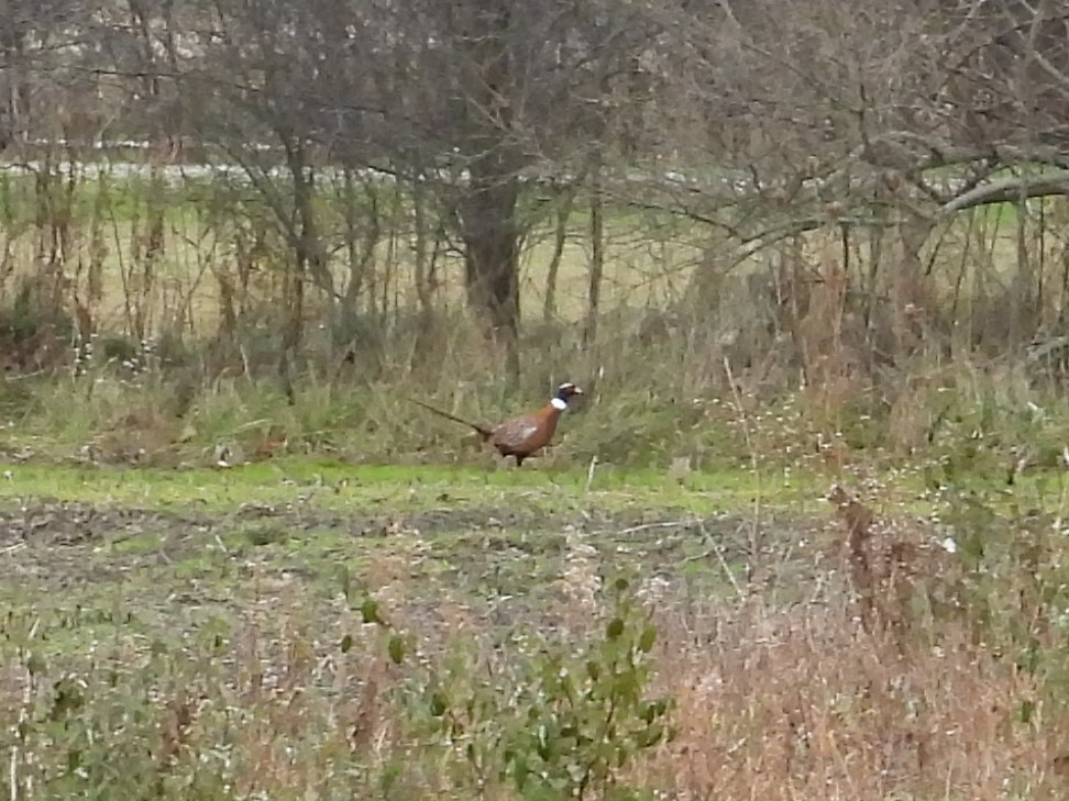 Ring-necked Pheasant - ML287822821