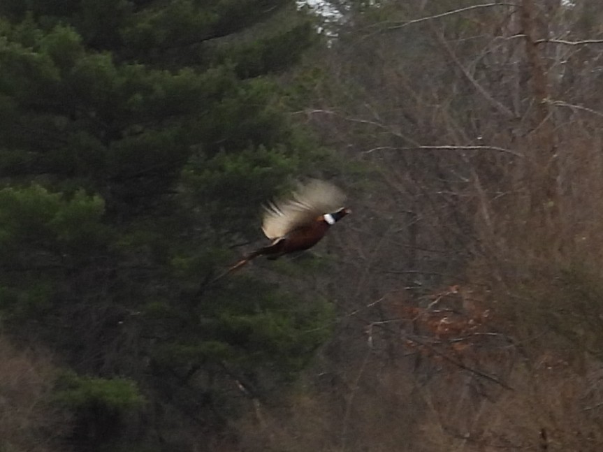 Ring-necked Pheasant - Chad Wilson