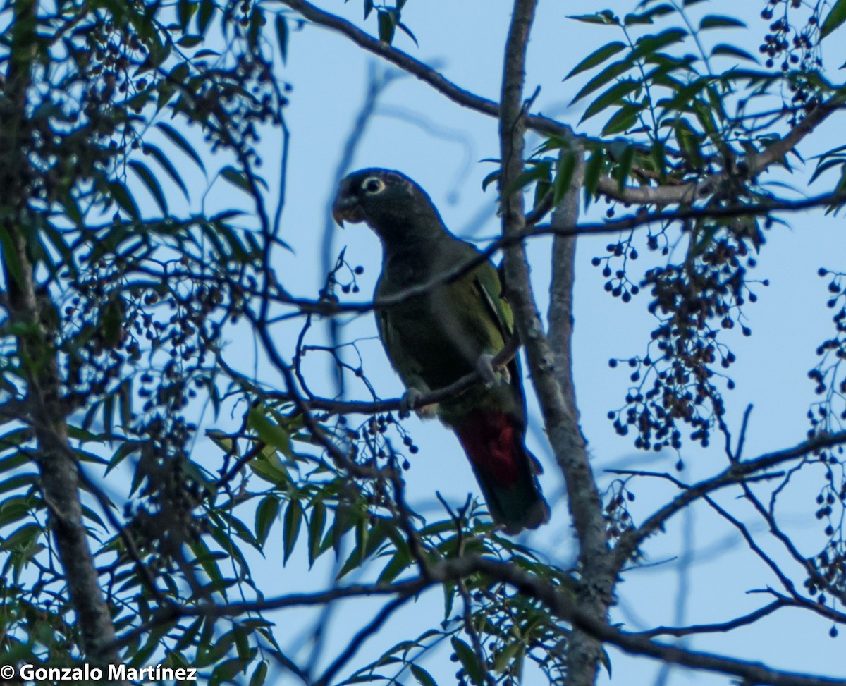 Scaly-headed Parrot - ML287823391