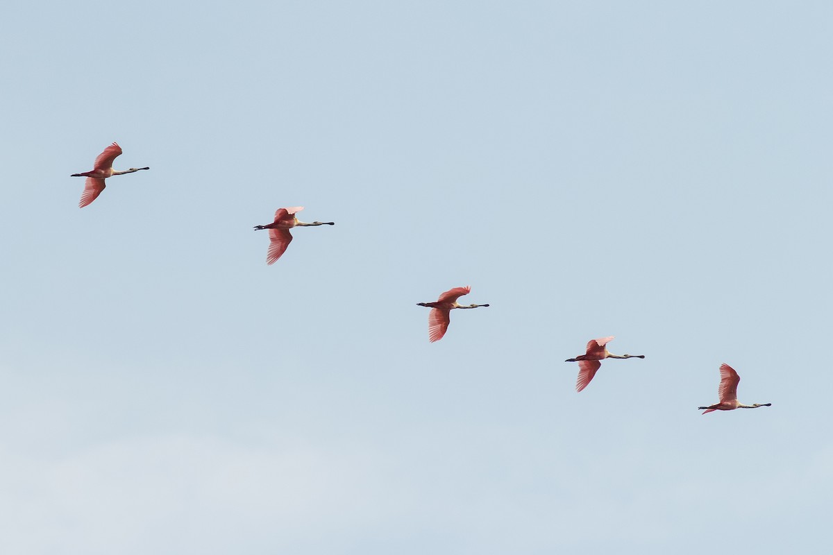 Roseate Spoonbill - ML28782341