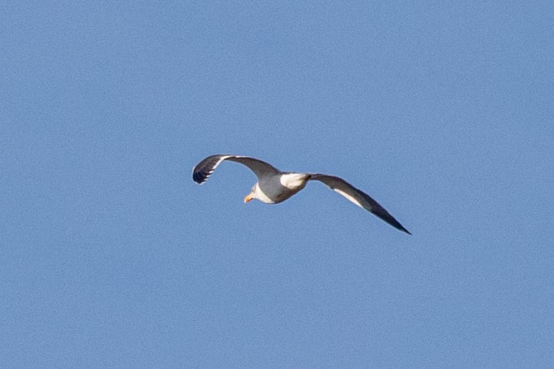 Lesser Black-backed Gull - ML287823511