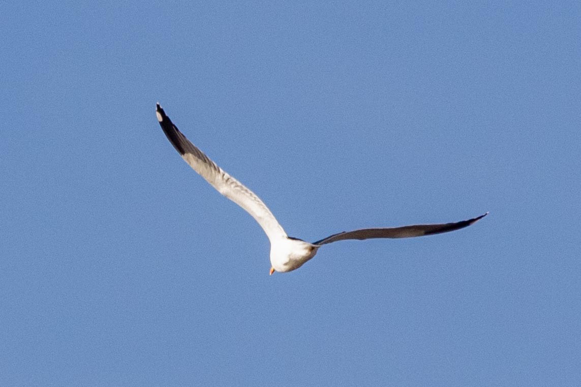 Lesser Black-backed Gull - ML287823541