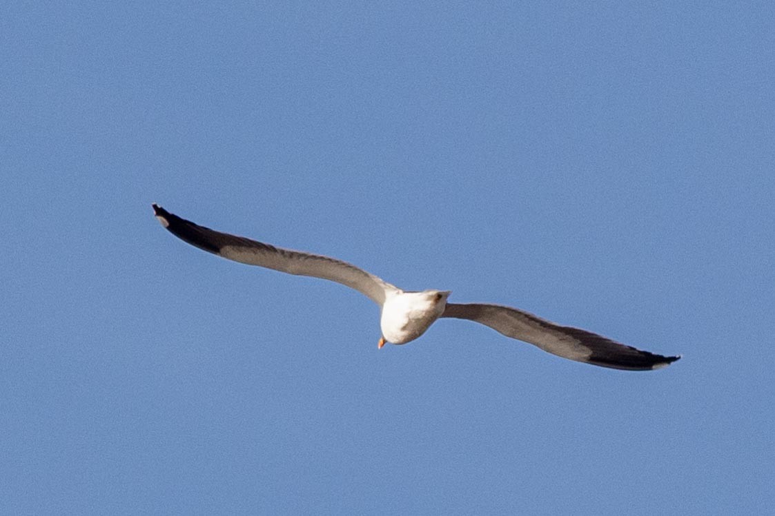 Lesser Black-backed Gull - ML287823551