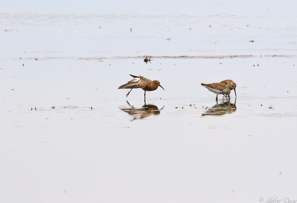 Curlew Sandpiper - Sherrie Duris