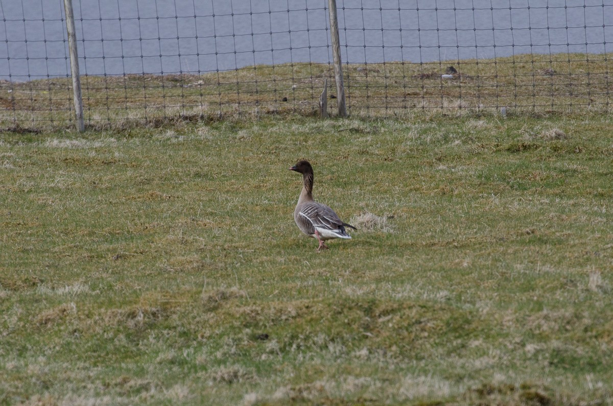 Pink-footed Goose - ML28782631