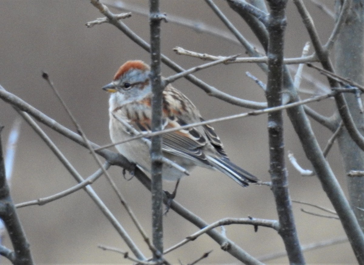 American Tree Sparrow - Bruce Hoover