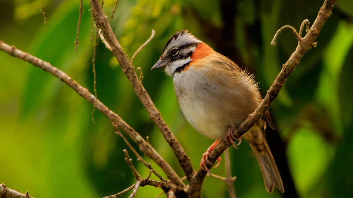 Rufous-collared Sparrow - ML287827831