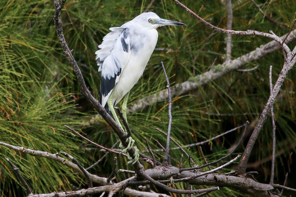 Little Blue Heron - ML28782811