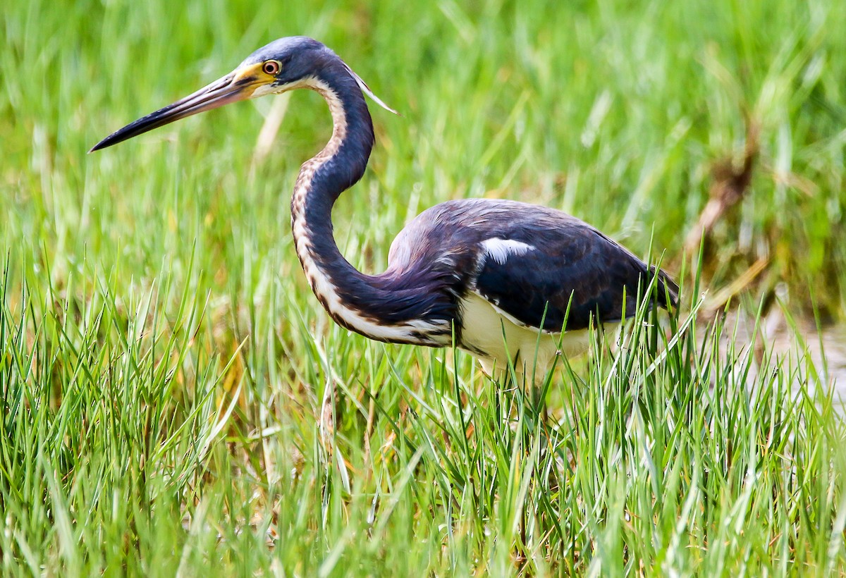 Tricolored Heron - ML28782841