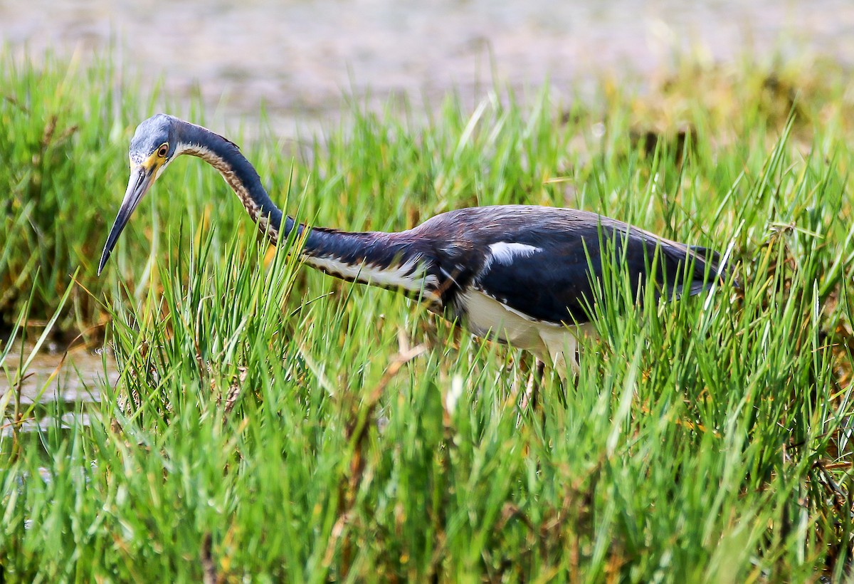 Tricolored Heron - ML28782881