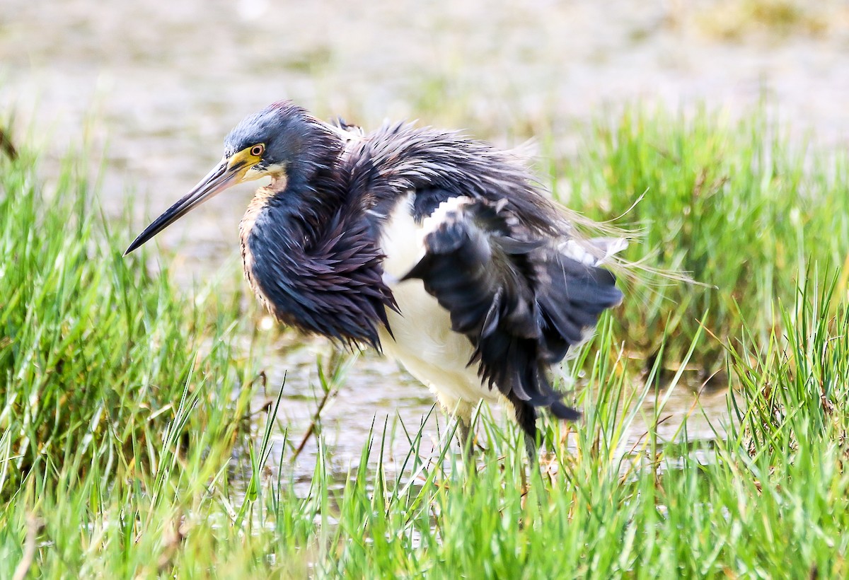 Tricolored Heron - ML28782891