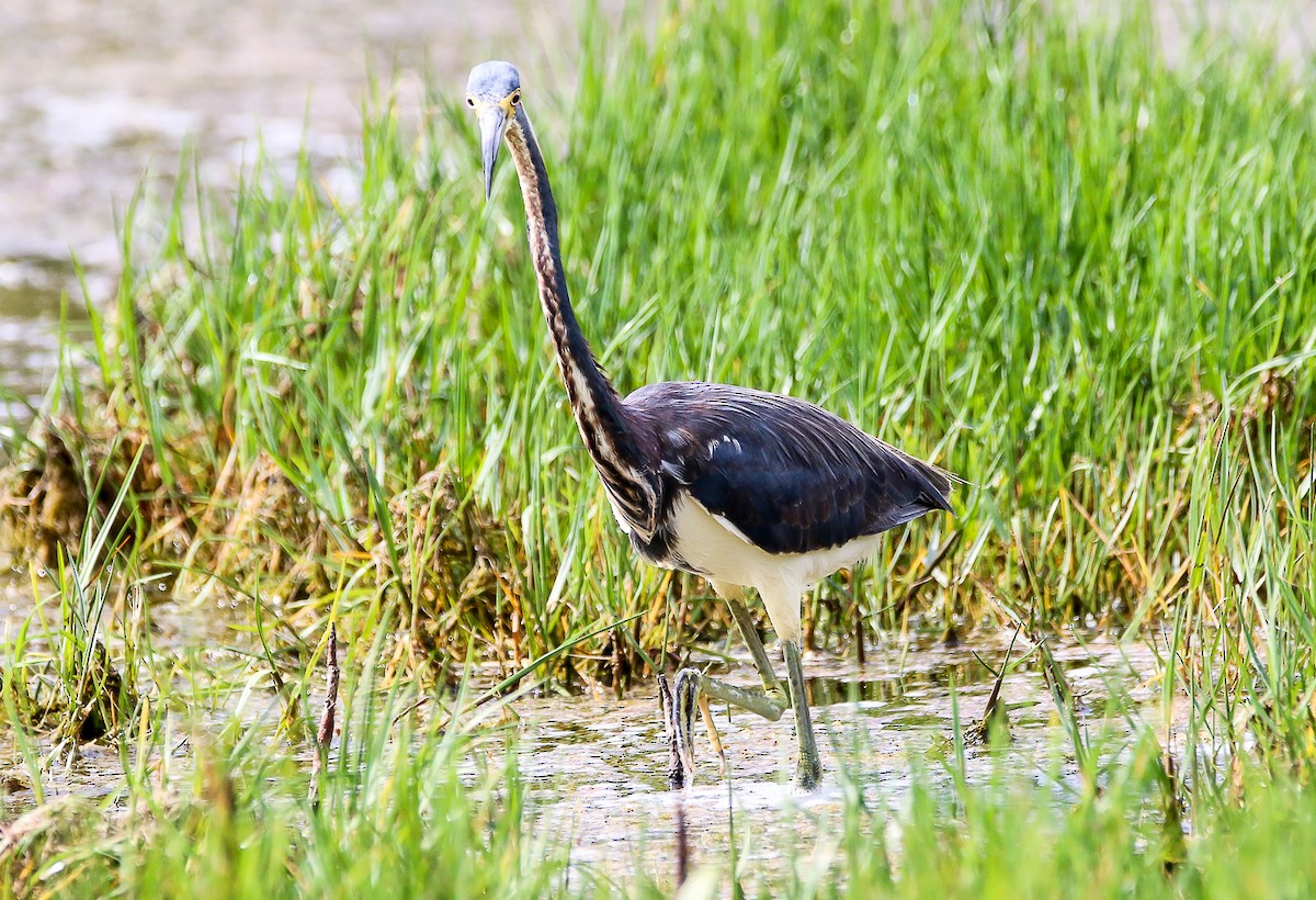 Tricolored Heron - ML28782901