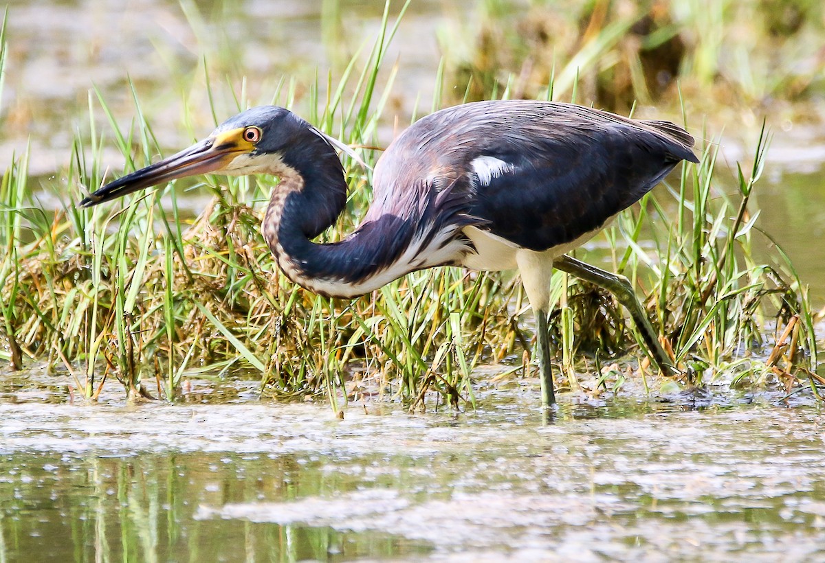 Tricolored Heron - ML28782911