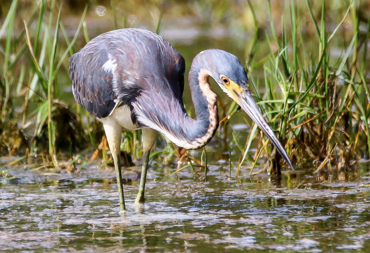 Tricolored Heron - ML28782921