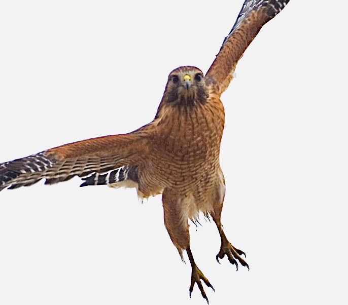 Red-shouldered Hawk - ML287829341