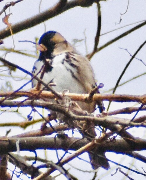 Harris's Sparrow - ML287829801