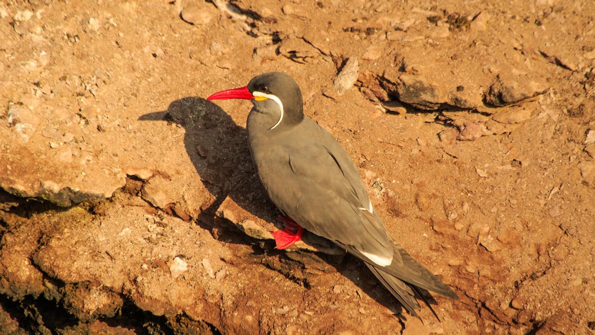 Inca Tern - ML287830561