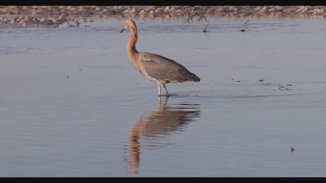 Reddish Egret - ML287830571
