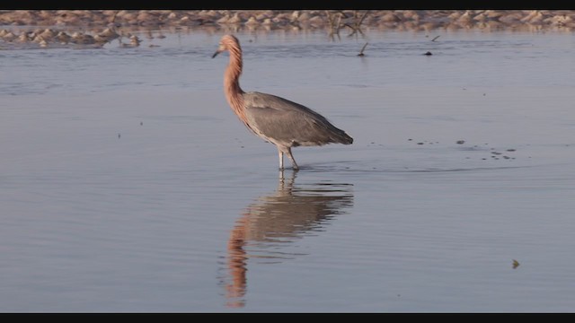 Reddish Egret - ML287830571