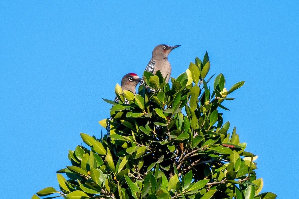 Gray-breasted Woodpecker - German Garcia