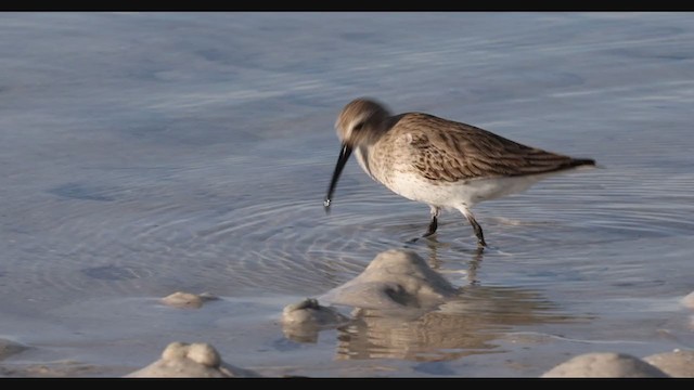 Dunlin - ML287835631