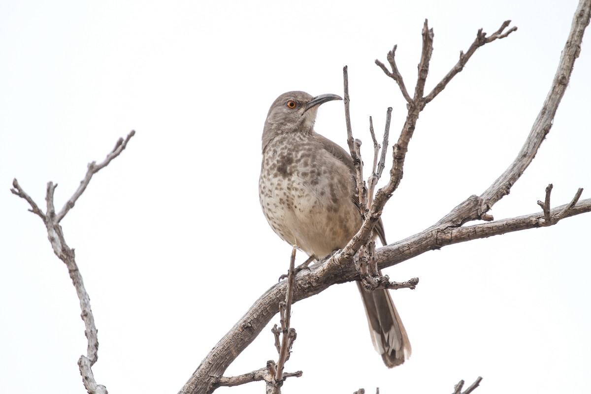 Curve-billed Thrasher - ML287837371