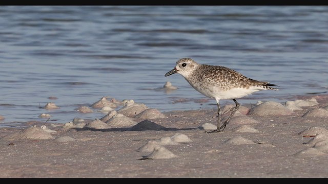 Black-bellied Plover - ML287837391