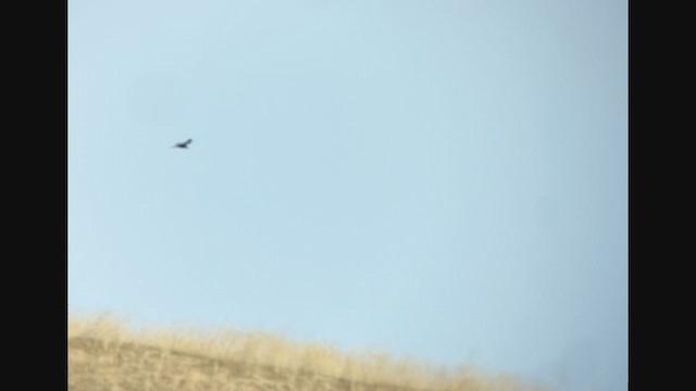 Rough-legged Hawk - ML287838181