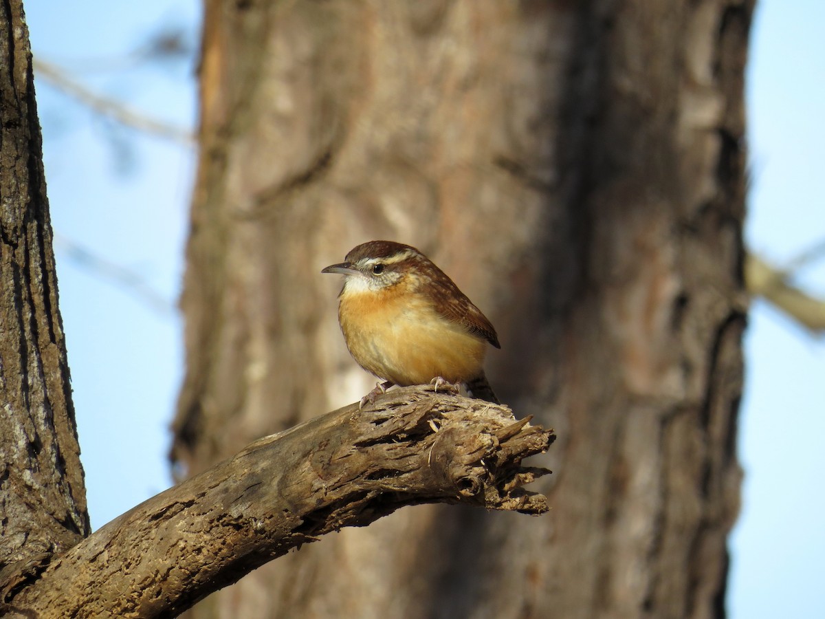 Carolina Wren - ML287840301