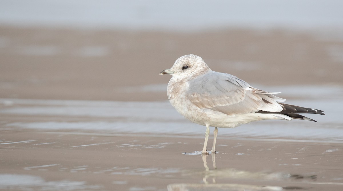 Short-billed Gull - ML287842911