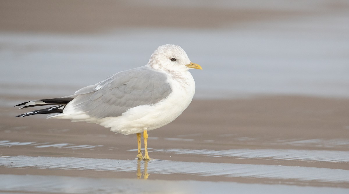 Short-billed Gull - ML287842921