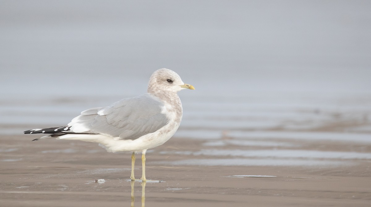 Short-billed Gull - ML287842931