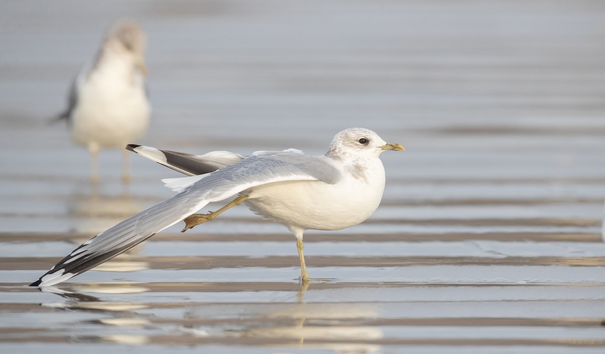 Short-billed Gull - Ian Davies