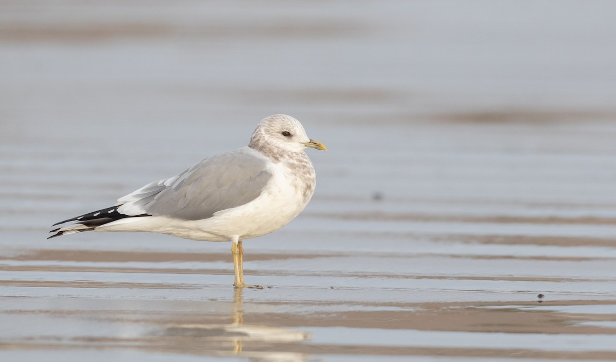 Short-billed Gull - Ian Davies