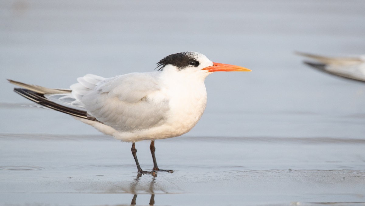 Elegant Tern - ML287843181