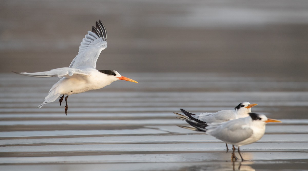 Elegant Tern - Ian Davies