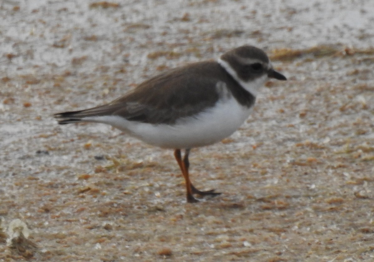 Semipalmated Plover - Mark Stacy