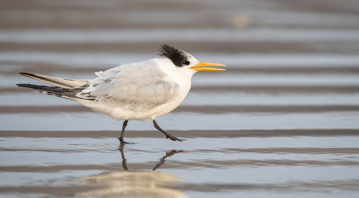 Elegant Tern - ML287843371