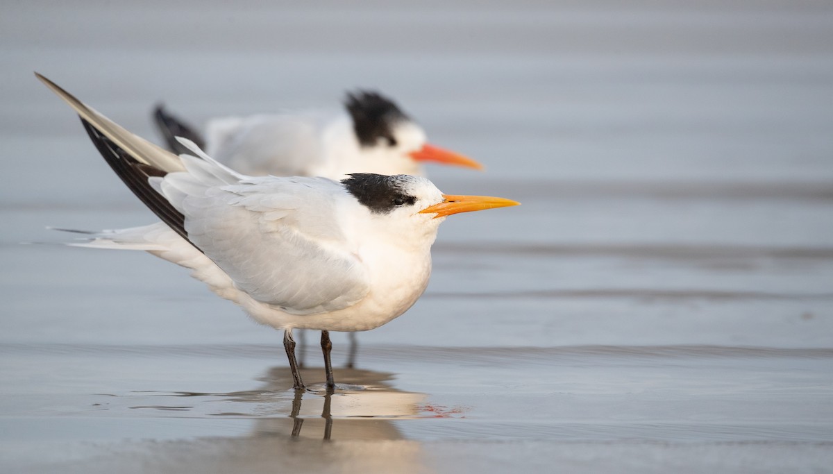 Elegant Tern - ML287843381