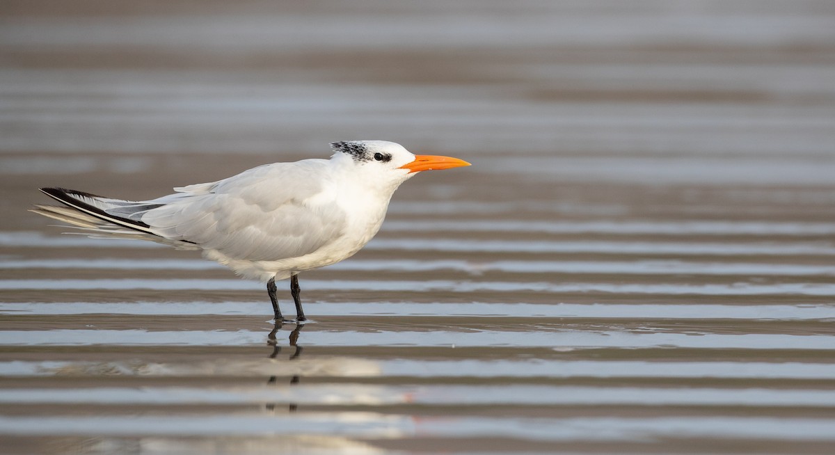 Royal Tern - ML287843391