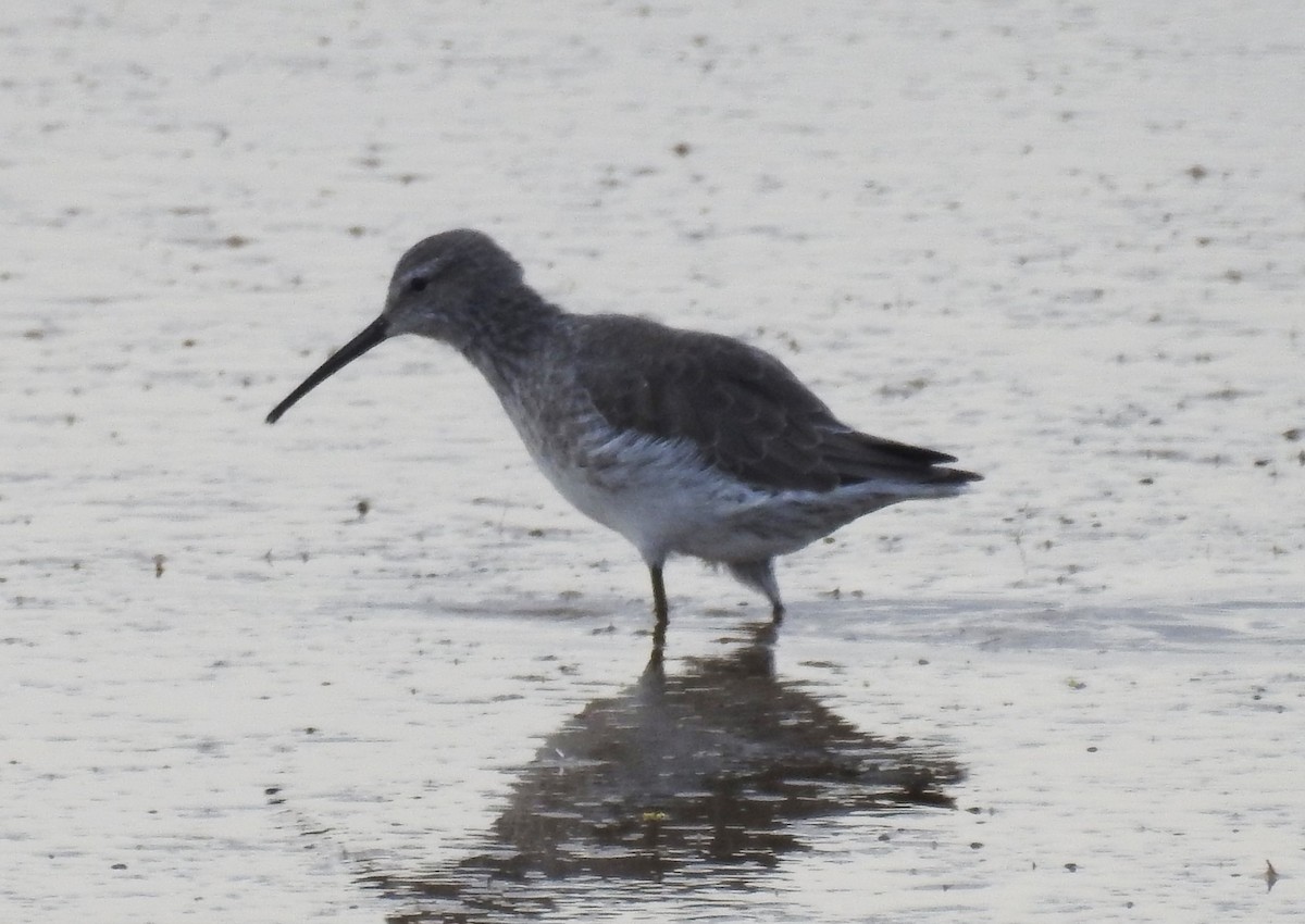 Stilt Sandpiper - ML287843431