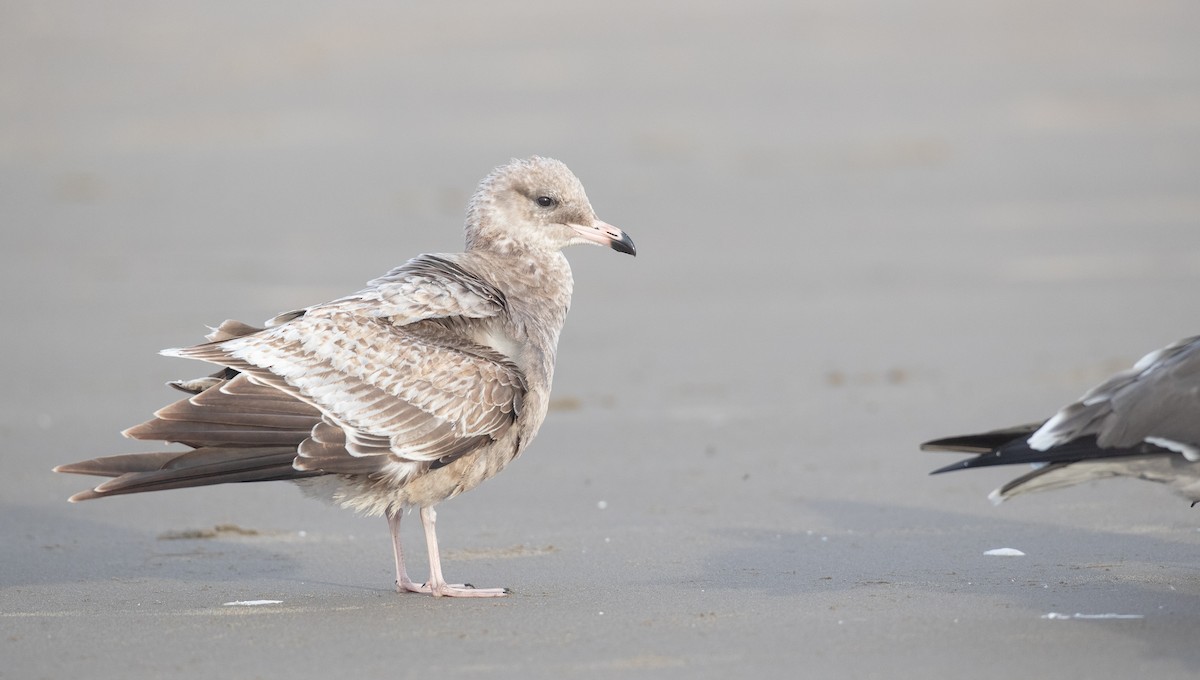 California Gull - ML287843711