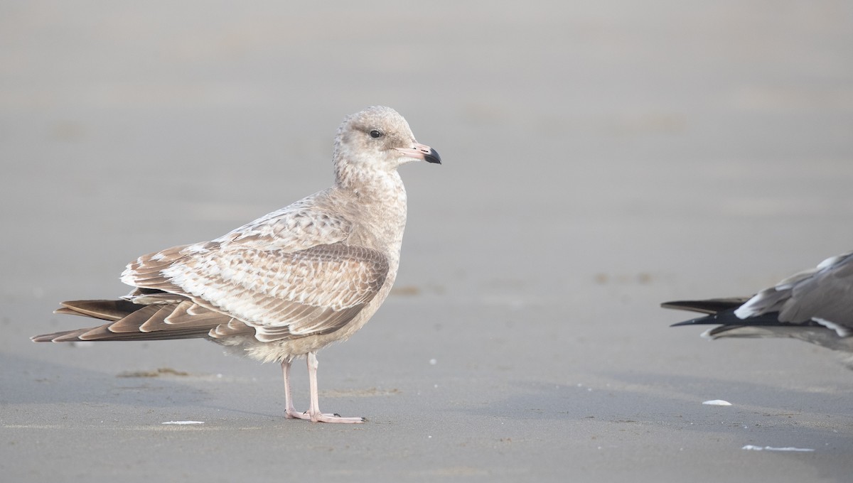 California Gull - ML287843821