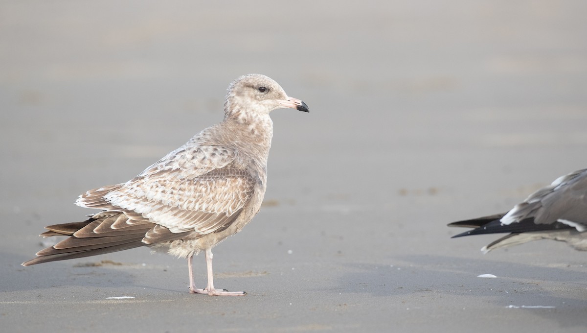 California Gull - ML287843831