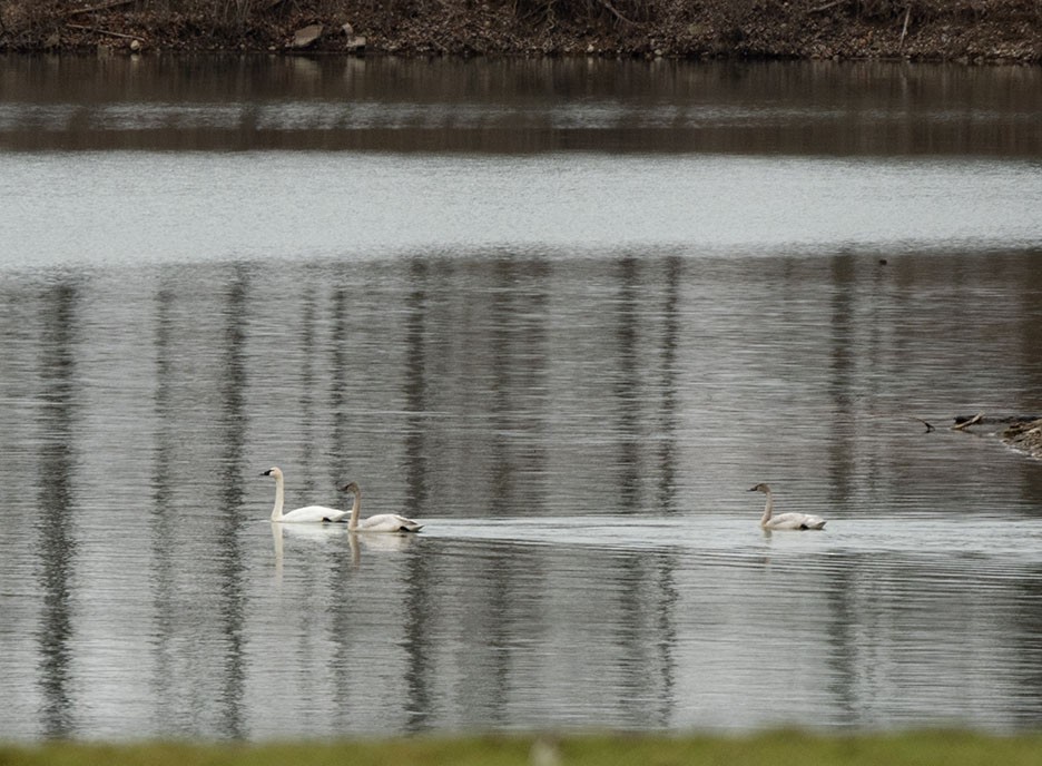 Trumpeter Swan - ML287843861