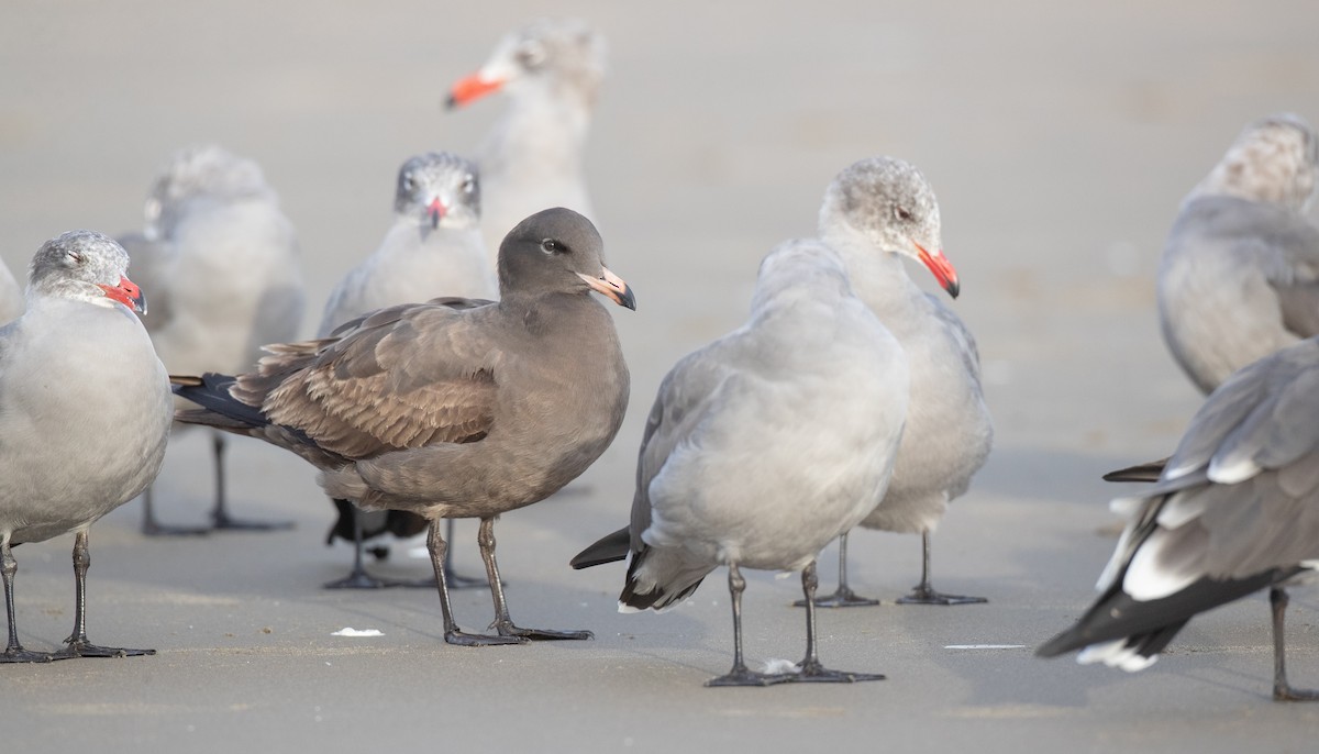 Heermann's Gull - ML287843871